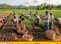 உள்நாட்டு பெரிய வெங்காய உற்பத்தியை அதிகரிக்க திட்டம்!