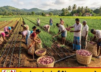 உள்நாட்டு பெரிய வெங்காய உற்பத்தியை அதிகரிக்க திட்டம்!