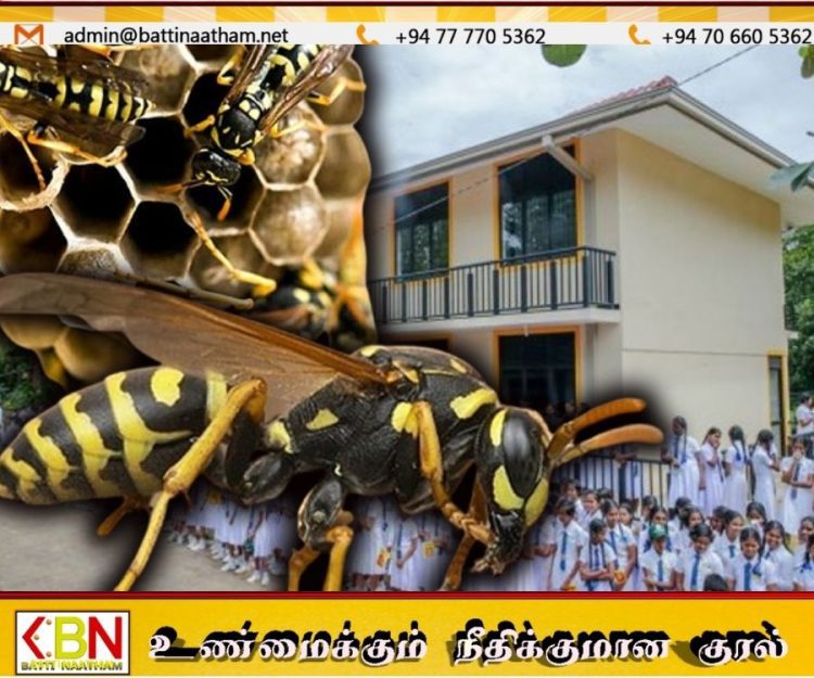 திருகோணமலையில் குளவி தாக்குதல்; 50-க்கும் மேற்பட்ட மாணவர்கள் வைத்தியசாலையில் அனுமதி!