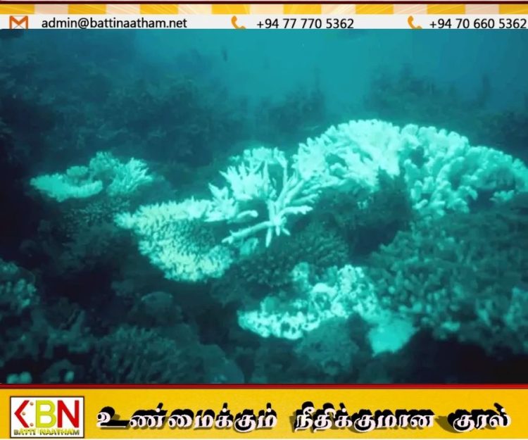 கிழக்குக் கடற்பரப்பில் பவளப்பாறைகள் தொடர்பாக விரிவான ஆய்வு!