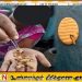 மட்டக்களப்பில் புழுக்கள் மற்றும் பூஞ்சணம் பிடித்த பிஸ்கட்டுகள் பறிமுதல்; ரூ.46,000 அபராதம்!
