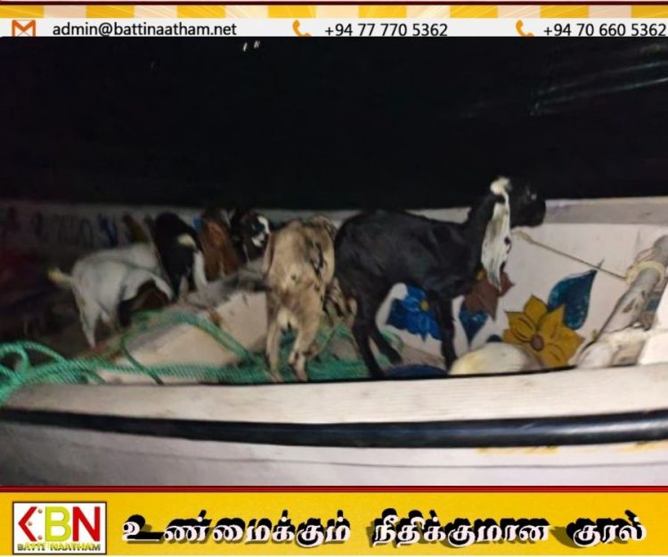 தூத்துக்குடியில் இருந்து இலங்கைக்கு கடத்தப்படவிருந்த வெள்ளாடுகள், புறாக்கள் மீட்பு!