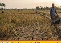 வறட்சியால் சேதமடைந்த நெற்பயிர்களுக்கு விரைவில் நட்டஈடு!