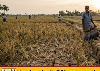 வறட்சியால் சேதமடைந்த நெற்பயிர்களுக்கு விரைவில் நட்டஈடு!