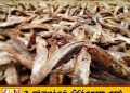 கருவாடு கிலோ விலை 4,000 வரை அதிகரிப்பு