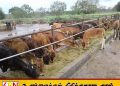 கால்நடைப் பண்ணைகளுக்கு புதிய காப்புறுதித் திட்டம்