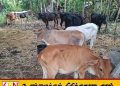 சம்மாந்துறையில் கட்டாக்காலி மாடுகள் பிடிப்பு; உரிமையாளர்களுக்கு எதிராக சட்டநடவடிக்கை