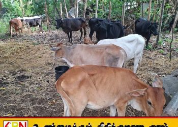 சம்மாந்துறையில் கட்டாக்காலி மாடுகள் பிடிப்பு; உரிமையாளர்களுக்கு எதிராக சட்டநடவடிக்கை