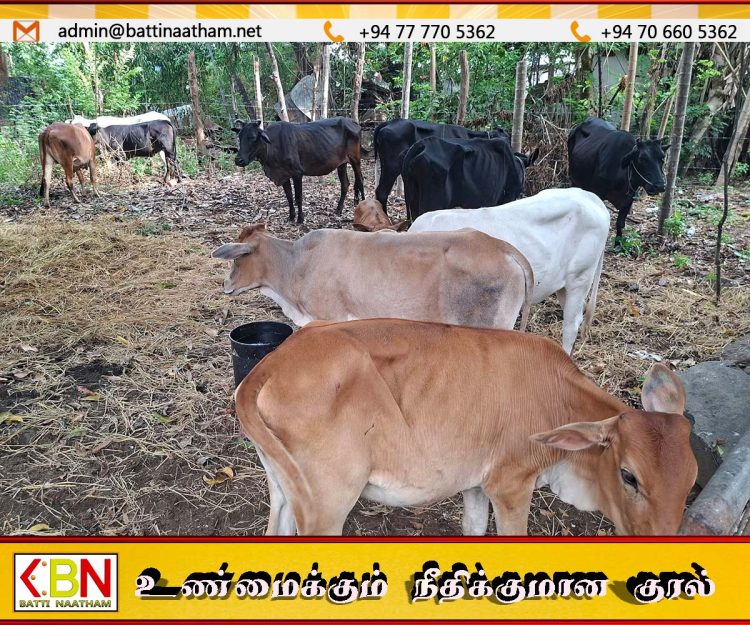 சம்மாந்துறையில் கட்டாக்காலி மாடுகள் பிடிப்பு; உரிமையாளர்களுக்கு எதிராக சட்டநடவடிக்கை