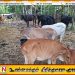 சம்மாந்துறையில் கட்டாக்காலி மாடுகள் பிடிப்பு; உரிமையாளர்களுக்கு எதிராக சட்டநடவடிக்கை