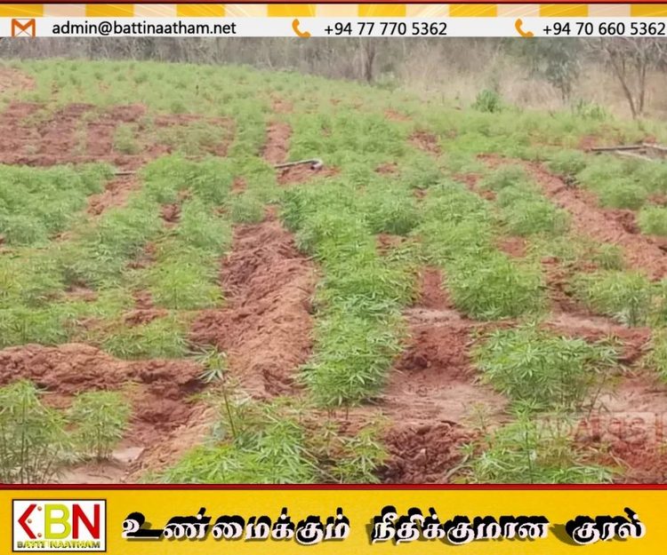 புத்தலயில் பாரிய கஞ்சா தோட்டம் கண்டுபிடிப்பு; சந்தேக நபர்கள் தப்பியோட்டம்!