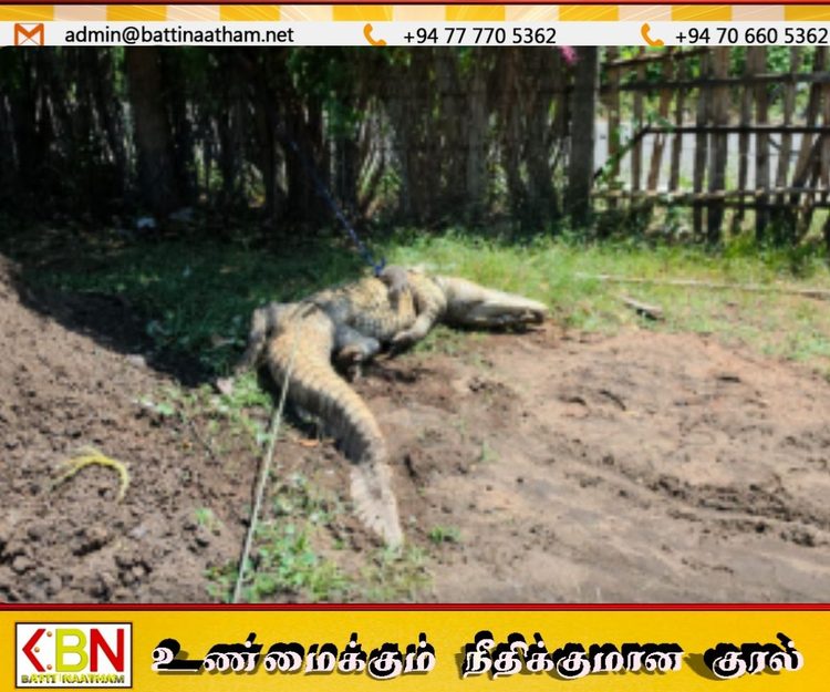 மட்டக்களப்பு பிள்ளையாரடியில் குடியிருப்புக்குள் புகுந்த 8 அடி முதலை பிடிப்பு