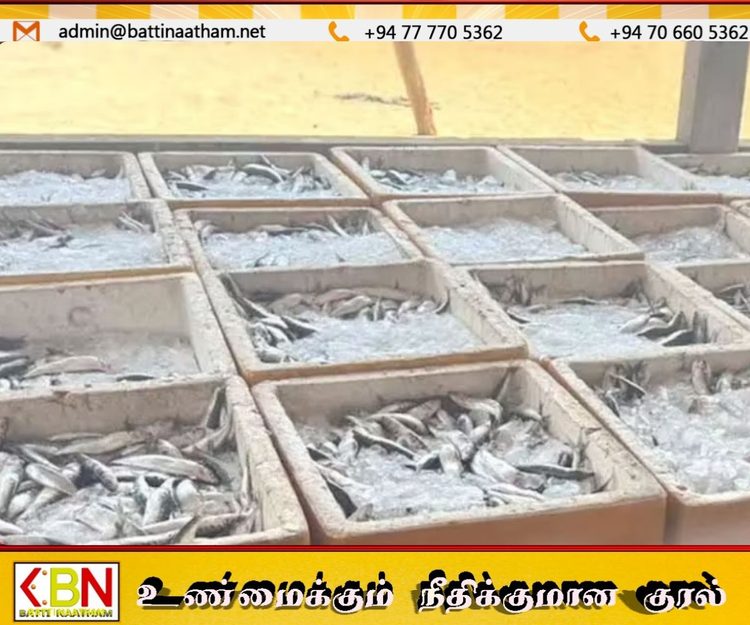 முல்லைத்தீவில் வெடிபொருட்களைப் பயன்படுத்திப் பிடிக்கப்பட்ட மீன்கள் பறிமுதல்; பெண் கைது!