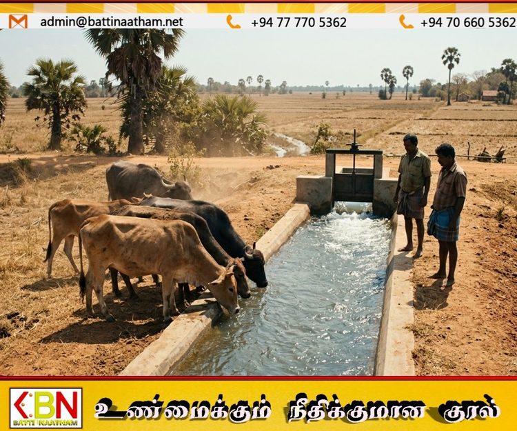 கிளிநொச்சியில் வறட்சி; கால்நடைகளின் குடிநீருக்காக இரணைமடு குளத்தின் வாய்க்கால் திறப்பு