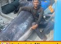 மன்னார் கடற்பரப்பில் வலையில் சிக்கிய 300 கிலோ எடையுடைய பிரமாண்ட மீன்!