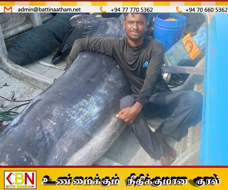 மன்னார் கடற்பரப்பில் வலையில் சிக்கிய 300 கிலோ எடையுடைய பிரமாண்ட மீன்!