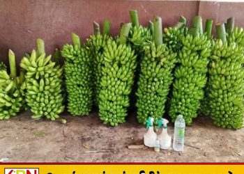 அன்னதானத்துக்கு விஷம் கலந்த வாழைக்குலைகள்; யாழில் விற்றவருக்கு நீதிமன்றம் அதிரடி தீர்ப்பு