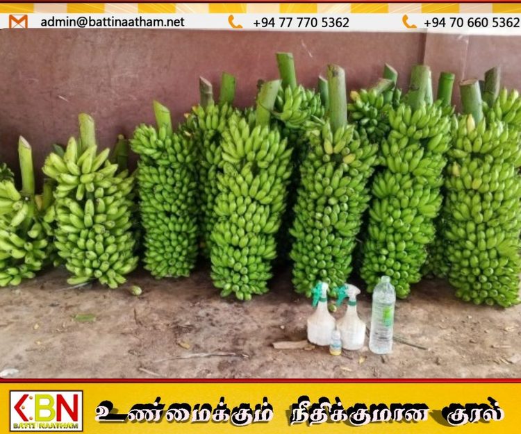 அன்னதானத்துக்கு விஷம் கலந்த வாழைக்குலைகள்; யாழில் விற்றவருக்கு நீதிமன்றம் அதிரடி தீர்ப்பு