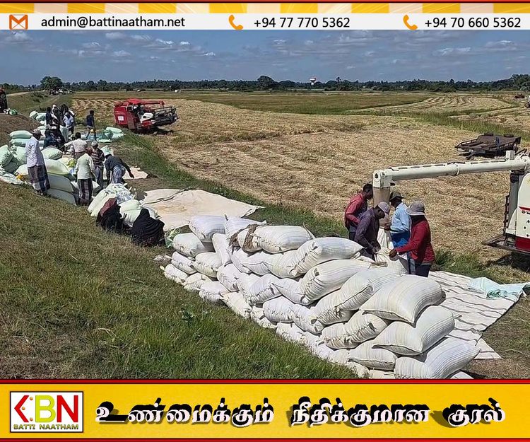 திருகோணமலையில் குறைந்த விலையில் நெல் கொள்வனவு மேற்கொள்ளப்படுவதால் விவசாயிகள் கவலை