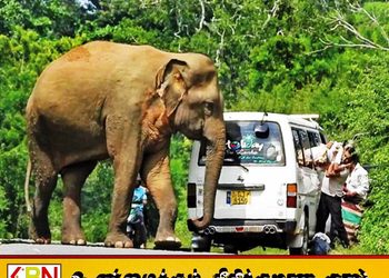 காட்டு யானைகளுக்கு உணவு வழங்கினால் சட்ட நடவடிக்கை