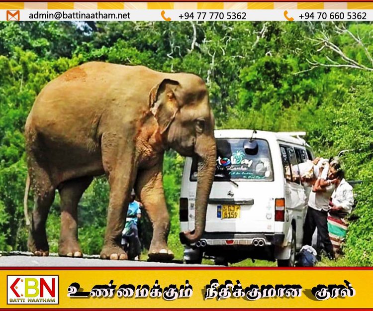 காட்டு யானைகளுக்கு உணவு வழங்கினால் சட்ட நடவடிக்கை