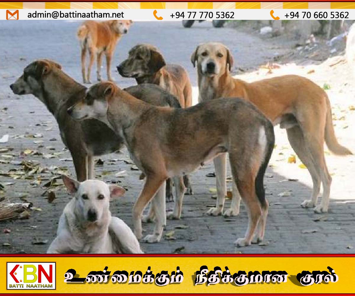 நாய்களை பதிவு செய்வது கட்டாயம்; புதிய சட்டமூலம் அறிமுகம்