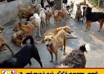 யாழில் தெருநாய்க்கடி அதிகரிப்பு
