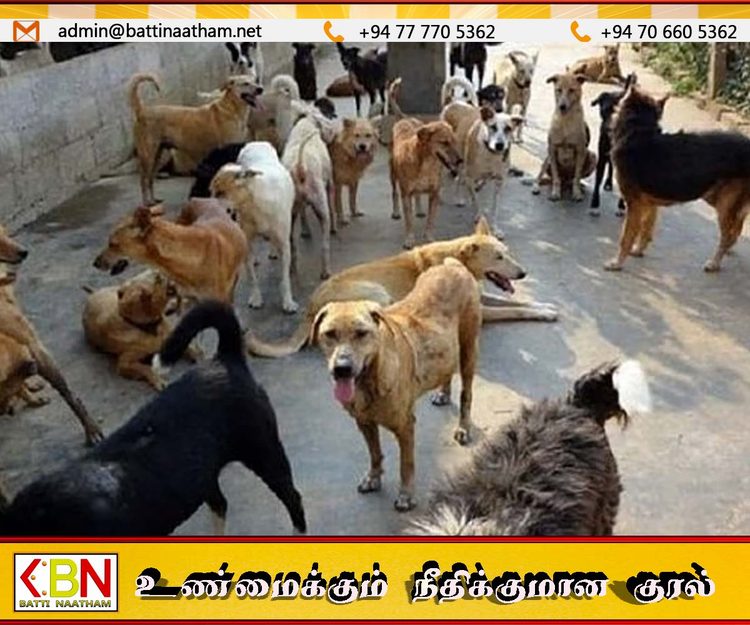 யாழில் தெருநாய்க்கடி அதிகரிப்பு