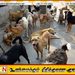 யாழில் தெருநாய்க்கடி அதிகரிப்பு