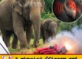 இலங்கையிலுள்ள 30 சதவீத யானைகள் கேட்கும் திறனை இழந்துள்ளது