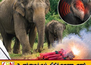 இலங்கையிலுள்ள 30 சதவீத யானைகள் கேட்கும் திறனை இழந்துள்ளது