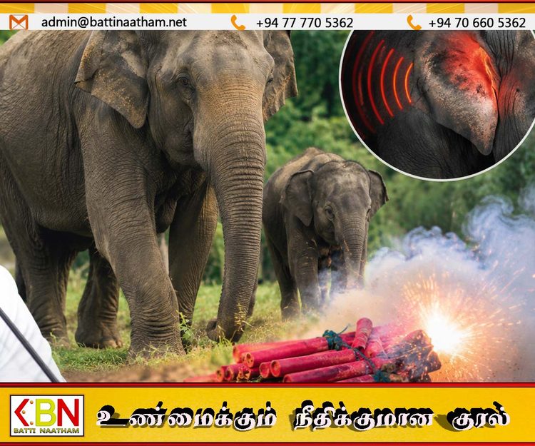 இலங்கையிலுள்ள 30 சதவீத யானைகள் கேட்கும் திறனை இழந்துள்ளது