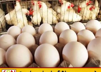 சோள இறக்குமதி தாமதம்; கோழி இறைச்சி மற்றும் முட்டை விலை உயர்வு அபாயம்