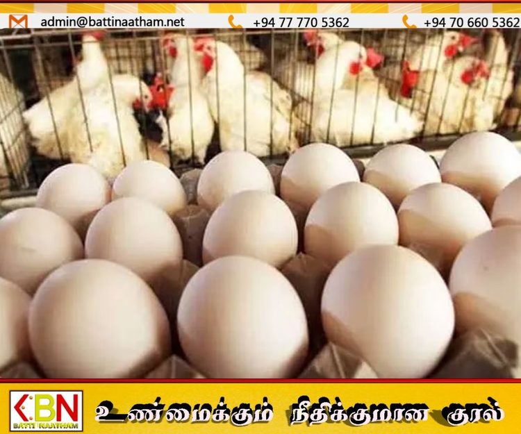 சோள இறக்குமதி தாமதம்; கோழி இறைச்சி மற்றும் முட்டை விலை உயர்வு அபாயம்