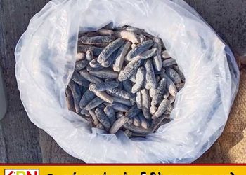 இலங்கைக்கு கடத்த முயன்ற கடலட்டைகள் பறிமுதல்