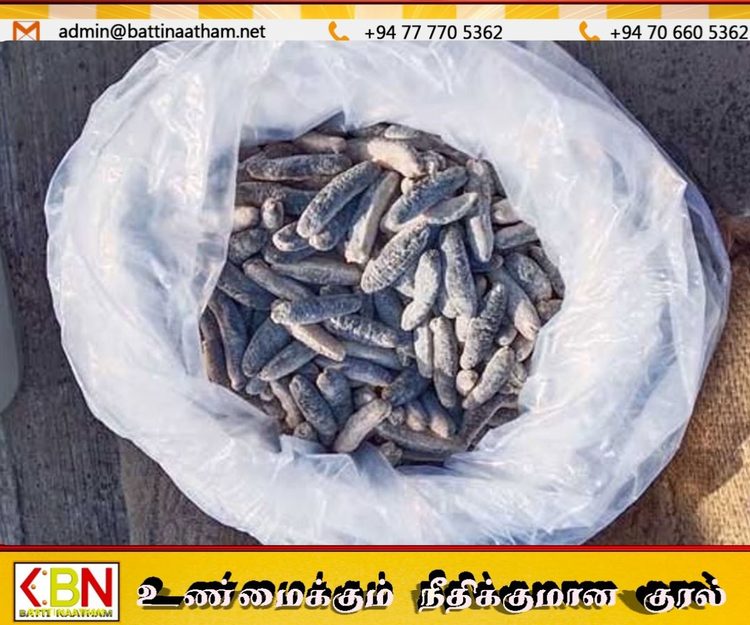 இலங்கைக்கு கடத்த முயன்ற கடலட்டைகள் பறிமுதல்