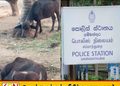 காணாமல் போன 12 எருமை மாடுகளில் 7 மீட்பு; இருவர் கைது!