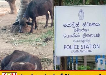 காணாமல் போன 12 எருமை மாடுகளில் 7 மீட்பு; இருவர் கைது!