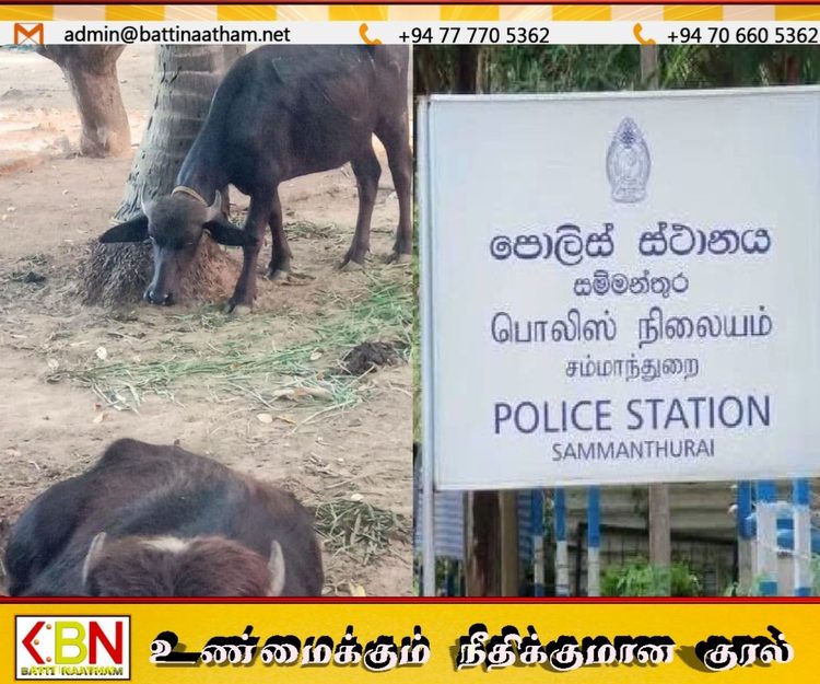 காணாமல் போன 12 எருமை மாடுகளில் 7 மீட்பு; இருவர் கைது!