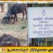 காணாமல் போன 12 எருமை மாடுகளில் 7 மீட்பு; இருவர் கைது!