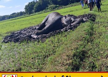 சம்மாந்துறையில் உயிருக்குப் போராடும் யானை; உடனடி நடவடிக்கை கோரும் விவசாயிகள்!