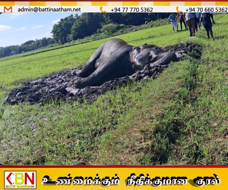 சம்மாந்துறையில் உயிருக்குப் போராடும் யானை; உடனடி நடவடிக்கை கோரும் விவசாயிகள்!