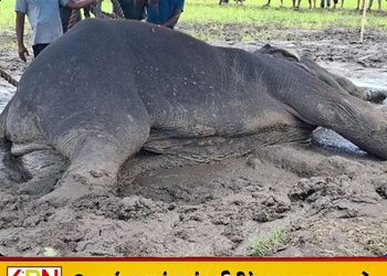 சம்மாந்துறையில் உயிருக்குப் போராடிய காட்டு யானை சிகிச்சை பலனின்றி உயிரிழப்பு!