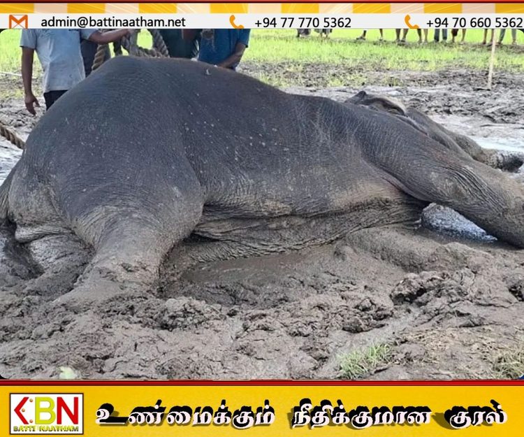 சம்மாந்துறையில் உயிருக்குப் போராடிய காட்டு யானை சிகிச்சை பலனின்றி உயிரிழப்பு!