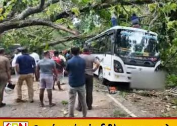 குருணாகலில் திடீரென முறிந்து விழுந்த பாரிய மரம்; 7 வாகனங்கள் சேதம்!
