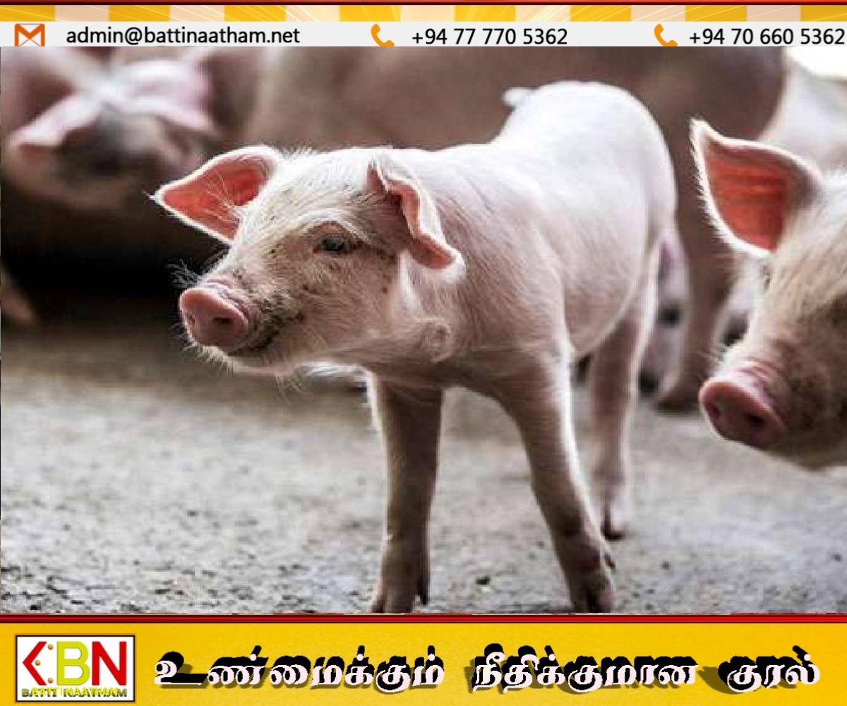 இலங்கையின் 6 மாவட்டங்களில் மீண்டும் பரவும் ஆப்பிரிக்கப் பன்றிக் காய்ச்சல்; 200 பன்றிகளுக்குத் தொற்று உறுதி!
