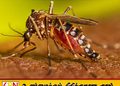 நாட்டில் டெங்கு மரணங்கள் அதிகரிப்பு