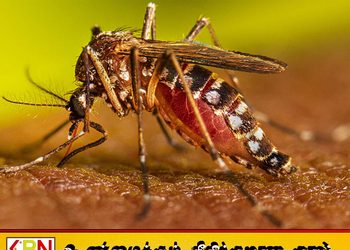 நாட்டில் டெங்கு மரணங்கள் அதிகரிப்பு