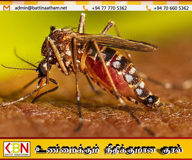 நாட்டில் டெங்கு மரணங்கள் அதிகரிப்பு