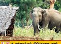 அம்பாறையில் காட்டு யானை தாக்குதலில் பாடசாலை மாணவன் காயம்